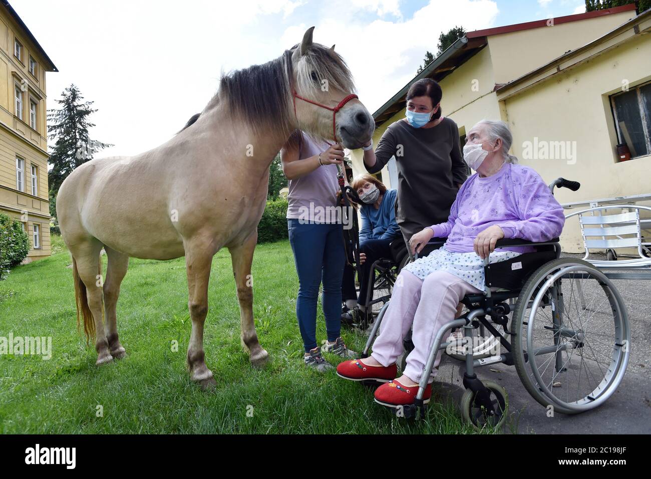 Prag, Tschechische Republik. Juni 2020. Patient der Hospiz-Abteilung mit Pferden im Rahmen der Hippotherapie am Krankenhaus der Barmherzigen Schwestern vom Hl. Borromäus in Prag, Tschechische Republik, am 11. Juni 2020. Hippotherapie, ist Therapie mit Hilfe von Pferden, hilft Hospiz-Clients ihre Psyche zu verbessern. Kredit: Michaela Rihova/CTK Foto/Alamy Live Nachrichten Stockfoto