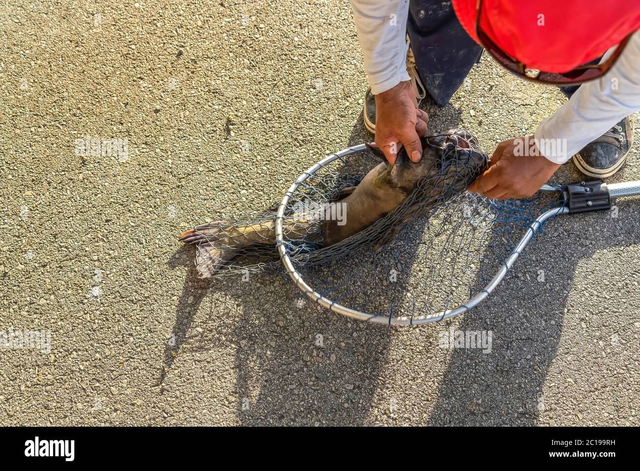 Sonniger Blick auf einen grauen Fisch von einem Fischer mit einem Schaufel Fischernetz gefangen Stockfoto