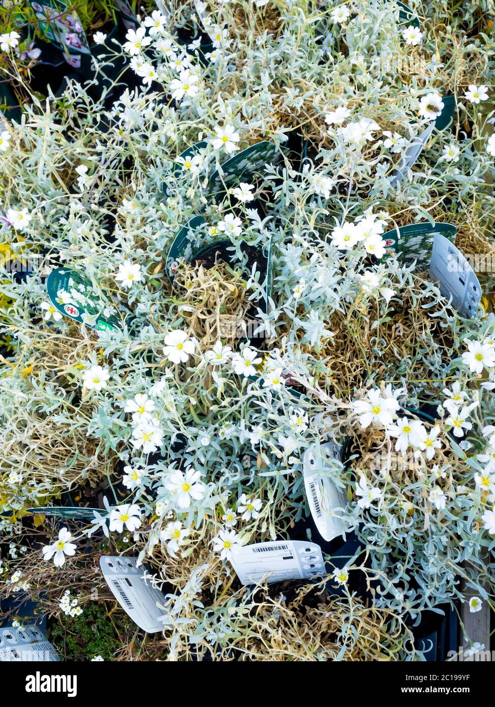 Kleine Gartenblumen Cerastium tometosum oder Schnee im Sommer in einem Gartencenter zu verkaufen Stockfoto