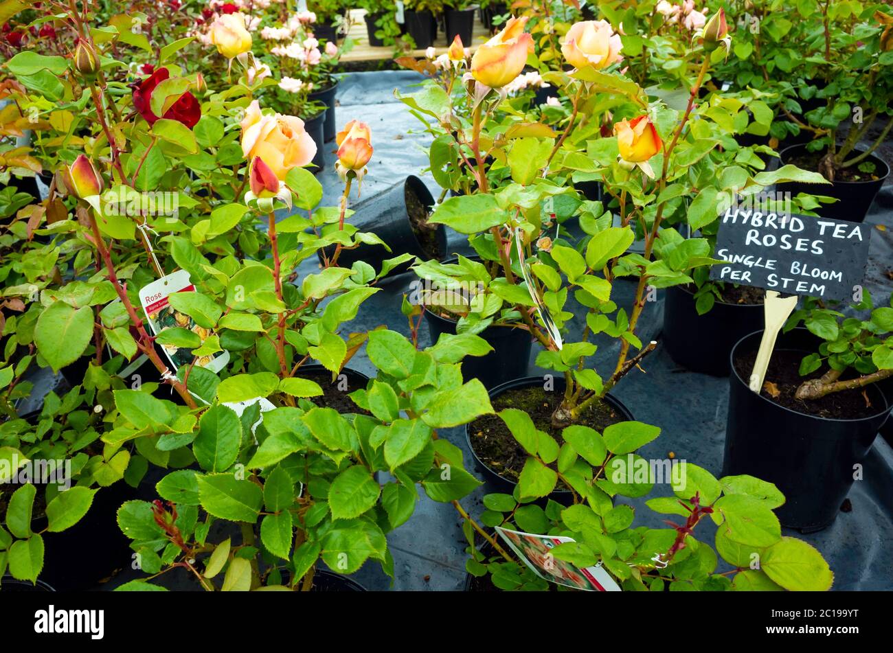 Hybrid Tea Rose Pflanzen mit einer einzigen Blume auf jedem Stamm in einem Garten Zentrum Stockfoto