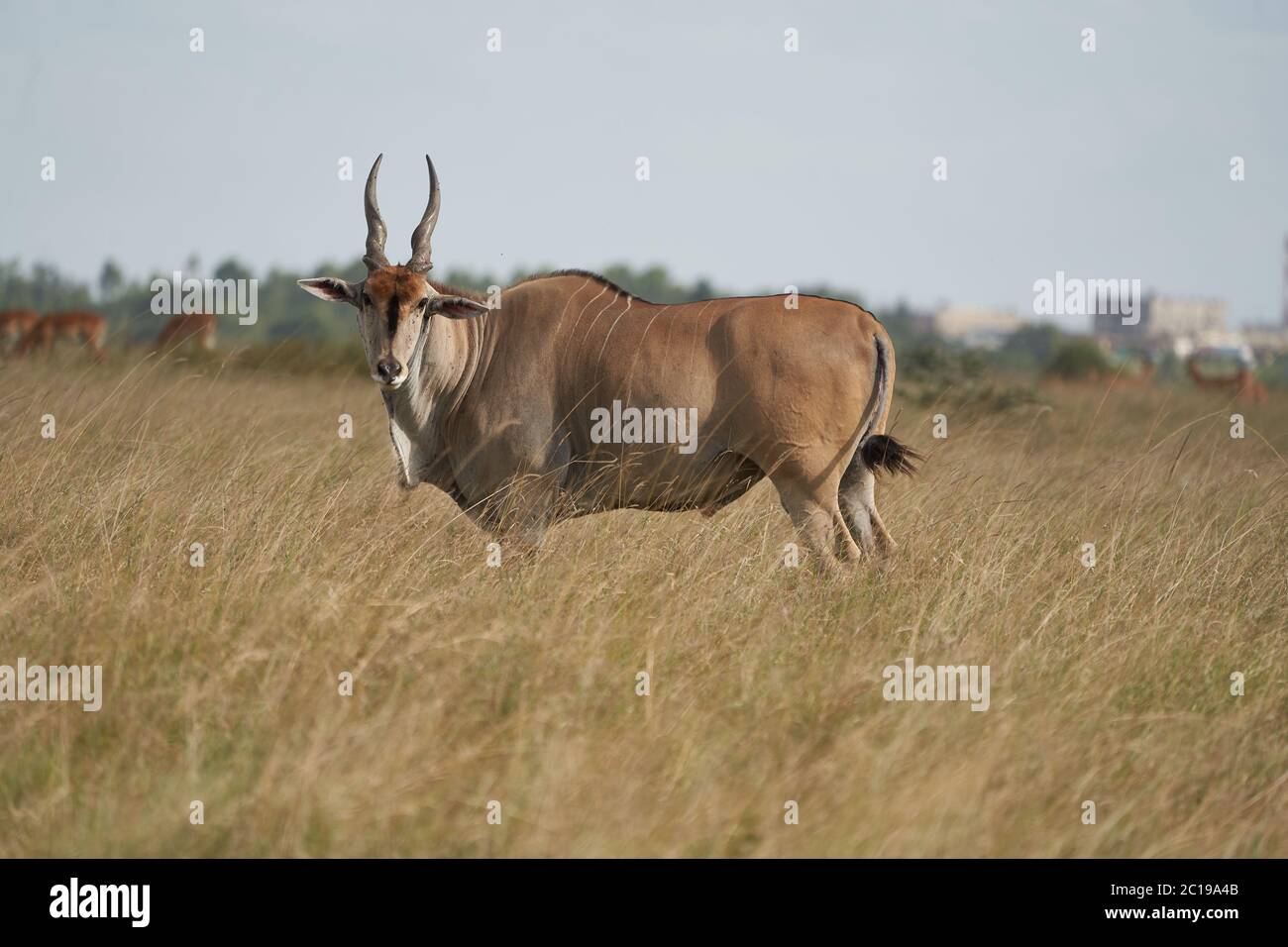Gemeiner Eeland Taurotragus oryx auch als südliches Eland oder Elane Antilope in Savanne und Ebenen Ostafrika bekannt Stockfoto