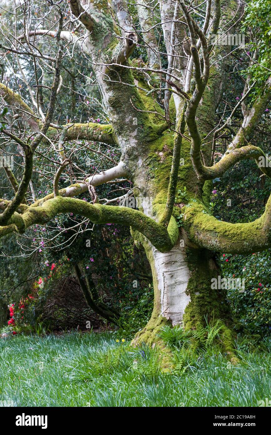 Großer Magnolienbaum, Trewidden Garden, Cornwall, England Stockfoto