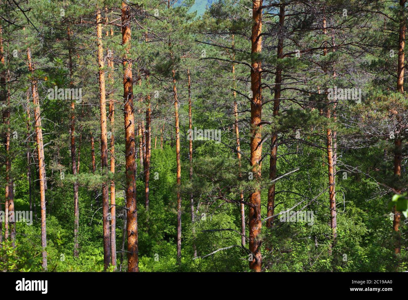 Wald landschaft in der russischen Taiga Stockfoto