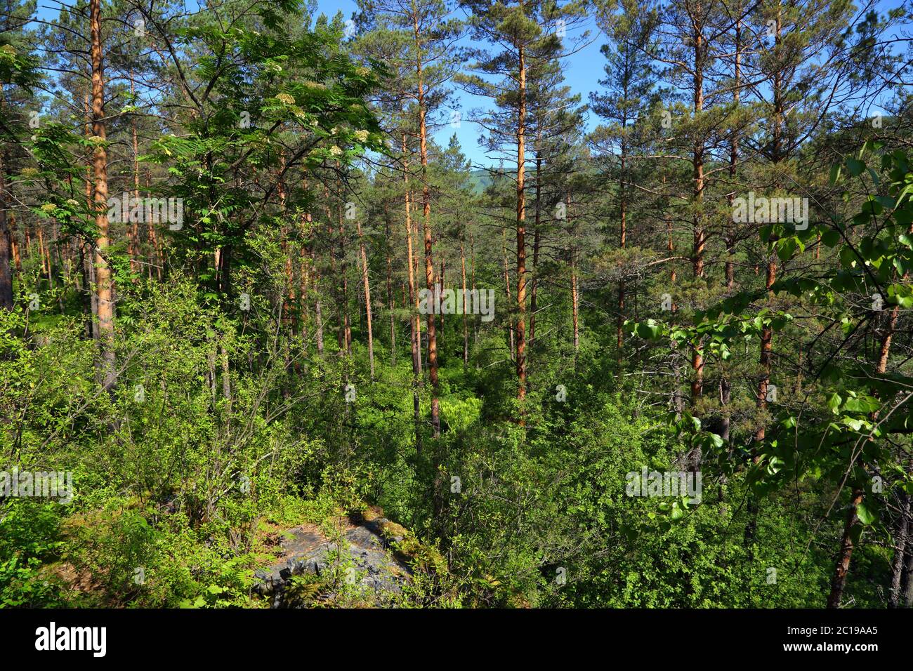 Wald landschaft in der russischen Taiga Stockfoto