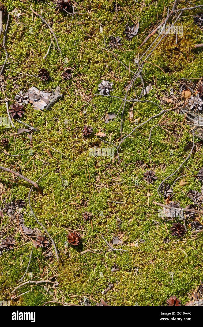 Grünes Moos Hintergrund Stockfoto