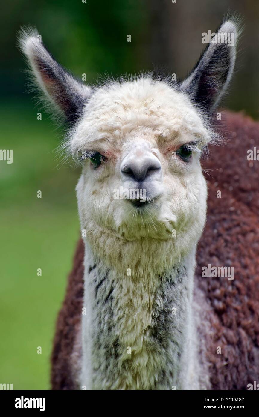 Alpaka - Vicugna pacos Stockfoto