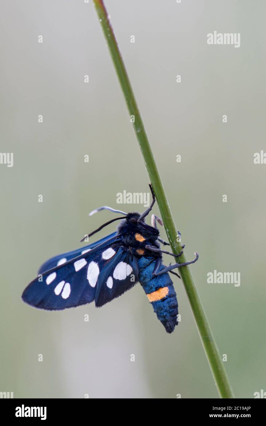 Neunfleckiger Falter - Amata phegea, schöne bunte Falter aus europäischen Wiesen und Wäldern, Insel Pag, Kroatien. Stockfoto