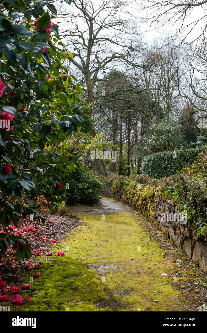 Moosbedeckter Pfad, Trewidden Garden, Penzance, Cornwall, Großbritannien Stockfoto