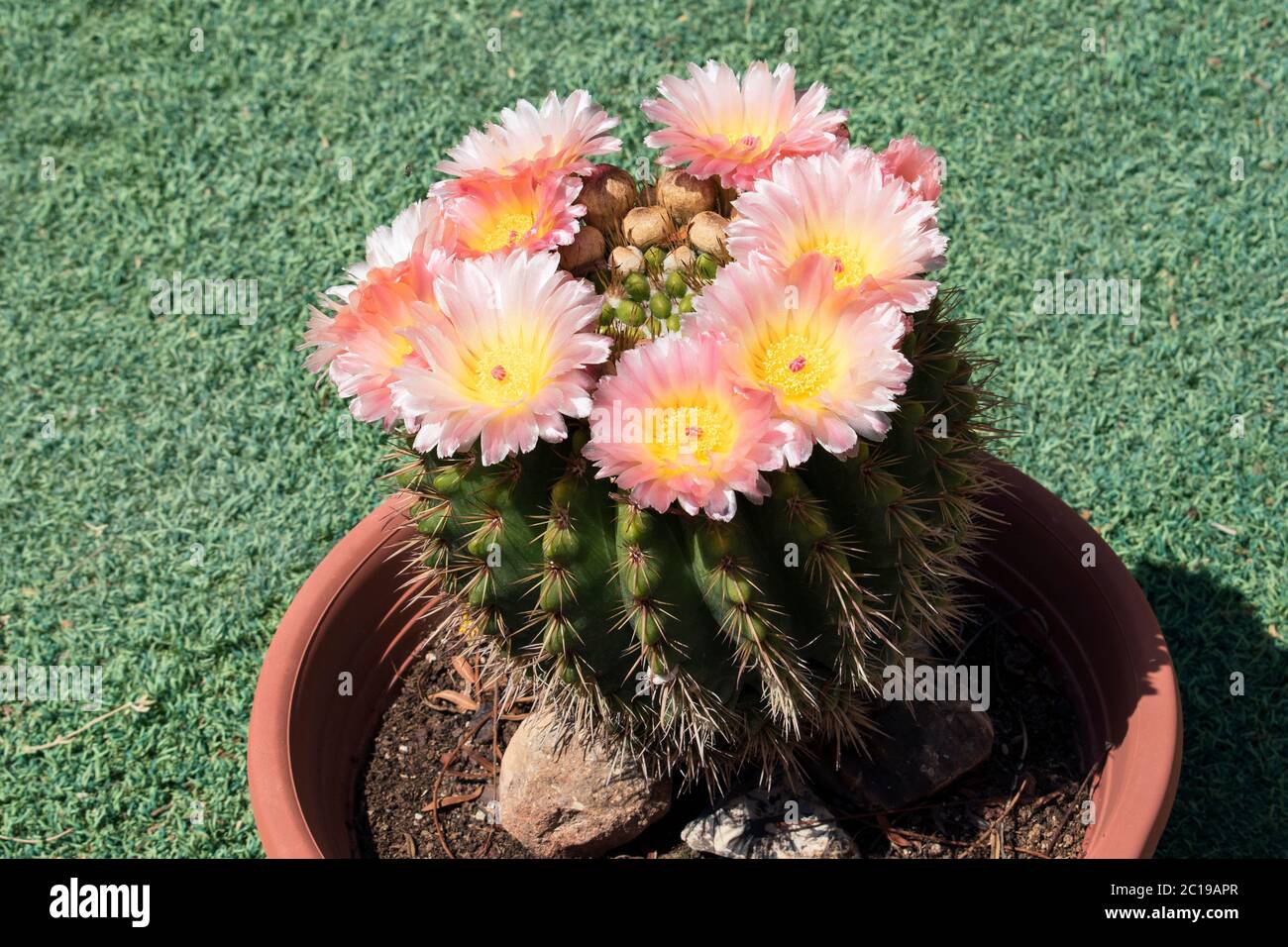 Schöne und einzigartige rosa und gelb parodia mammulosa aka tom Daumenball Kaktus in voller Blüte in einem Behälter von verschwommenem grünem Gras umgeben Stockfoto