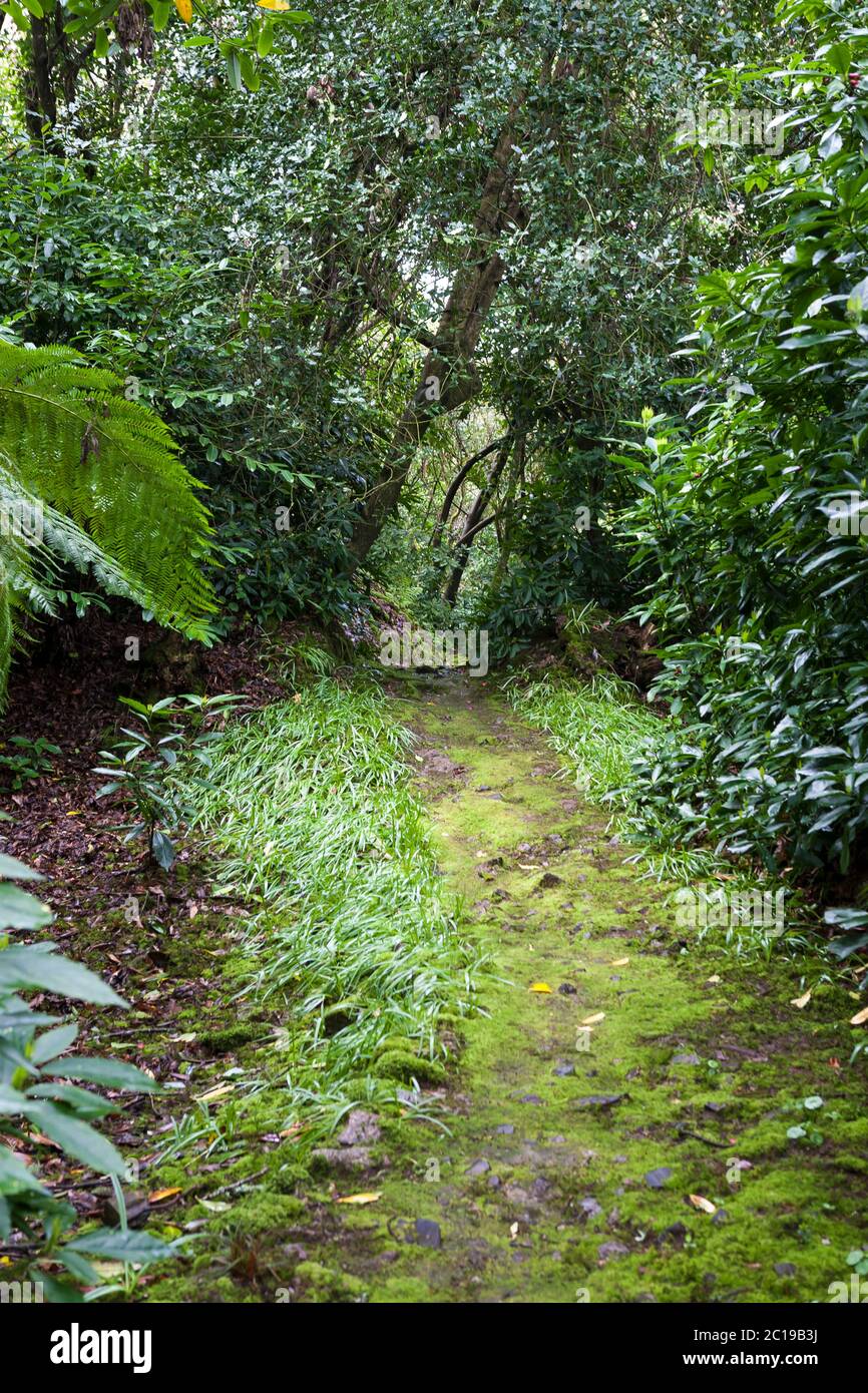 Moospfad, Trewidden Garden, Penzance, Cornwall, Großbritannien Stockfoto