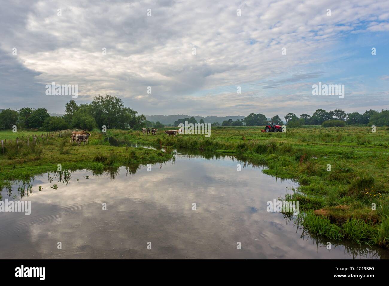 Kühler Sommermorgen mit einem Hauch von Nebel über dem Ackerland. Ein Landwirt, der auf einem Feld arbeitet und einen Traktor fährt, mit einer Herde Kühe, die neben dem Wasser in der Nähe grasen, Avon Valley, Burgate, Fordingbridge, Hampshire, Großbritannien Stockfoto