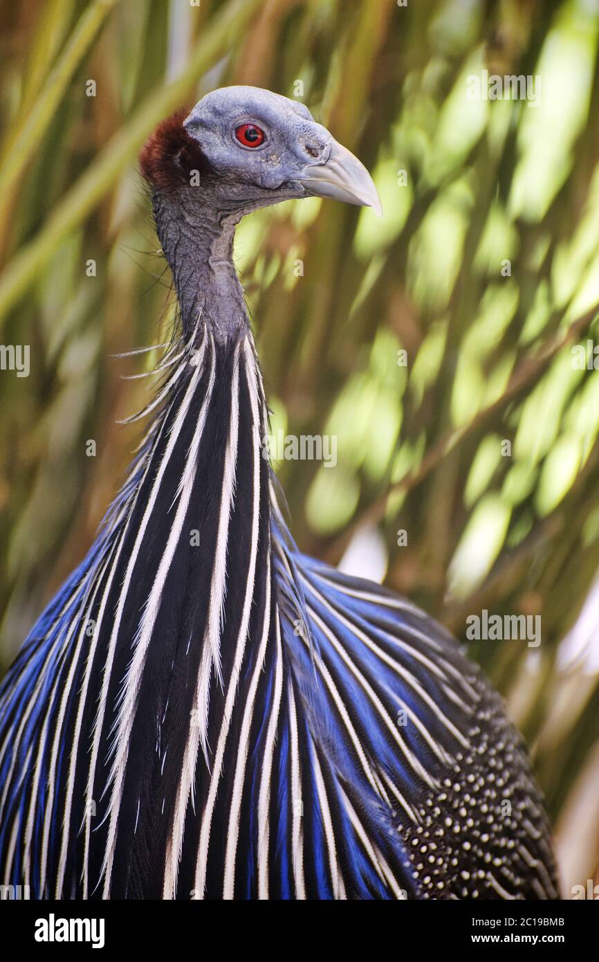 Vulturine guineafowl-Acryllium vulturinum Stockfoto