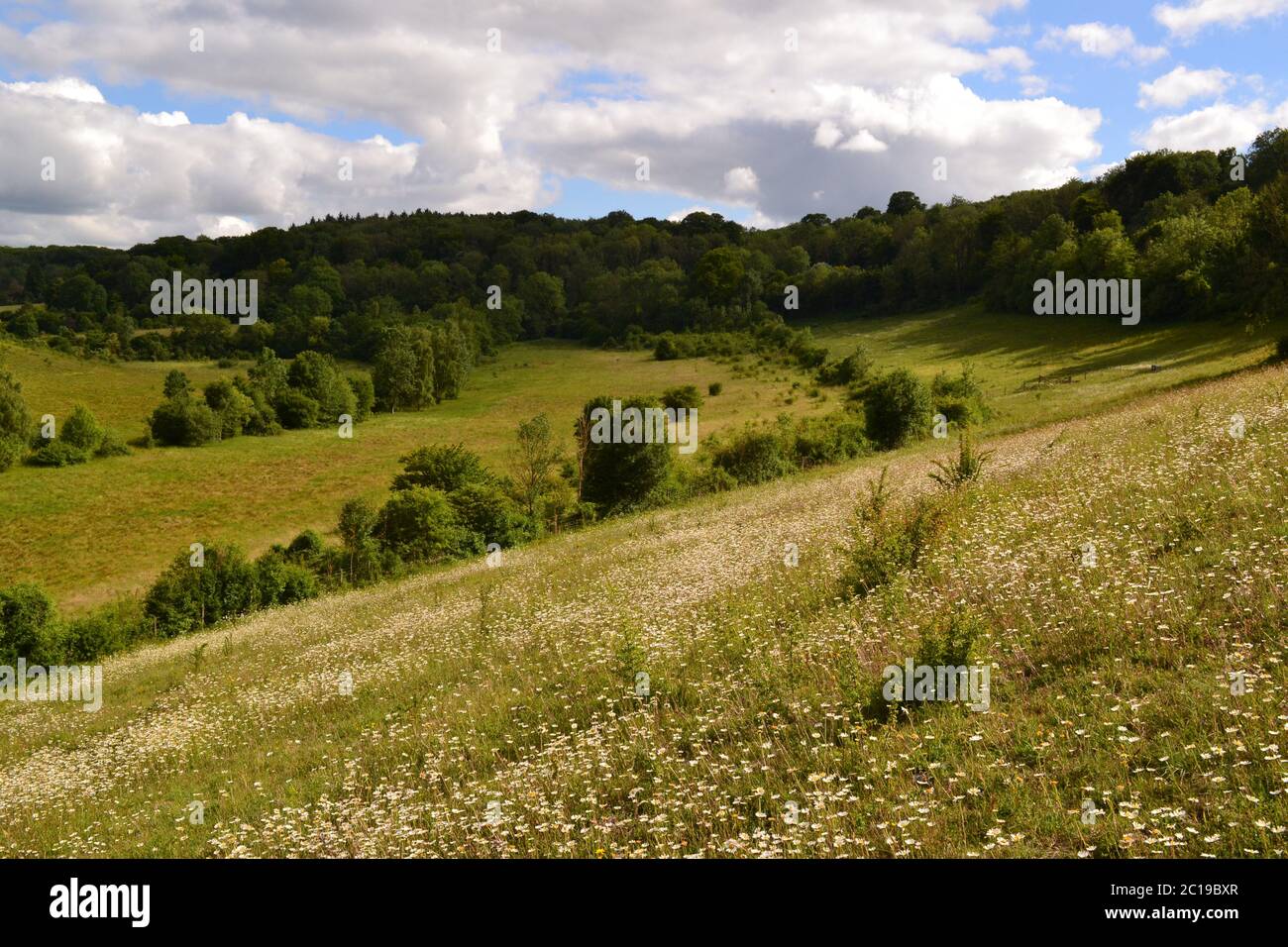 Blütenreiche Wiesen bei Shoreham, Kent, im Juni. Diese North Downs Hänge in der Nähe Romney Street und Magpie unten voller Ochsenaugen Gänseblümchen, Orchideen Stockfoto