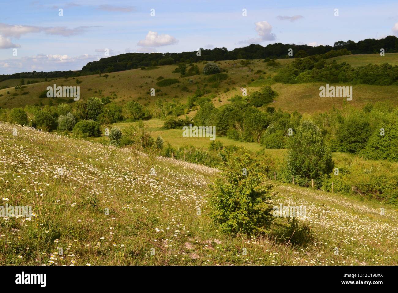 Blütenreiche Wiesen bei Shoreham, Kent, im Juni. Diese North Downs Hänge in der Nähe Romney Street und Magpie unten voller Ochsenaugen Gänseblümchen, Orchideen Stockfoto