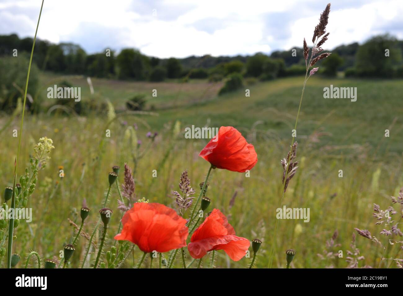 Flandern-Rotmohn, Mohnblumen auf einer mit Orchideen und geschweißten Distel und Luzerne reichen Wildblumenwiese bei Eynsford, Kent, Juni 2020 Stockfoto