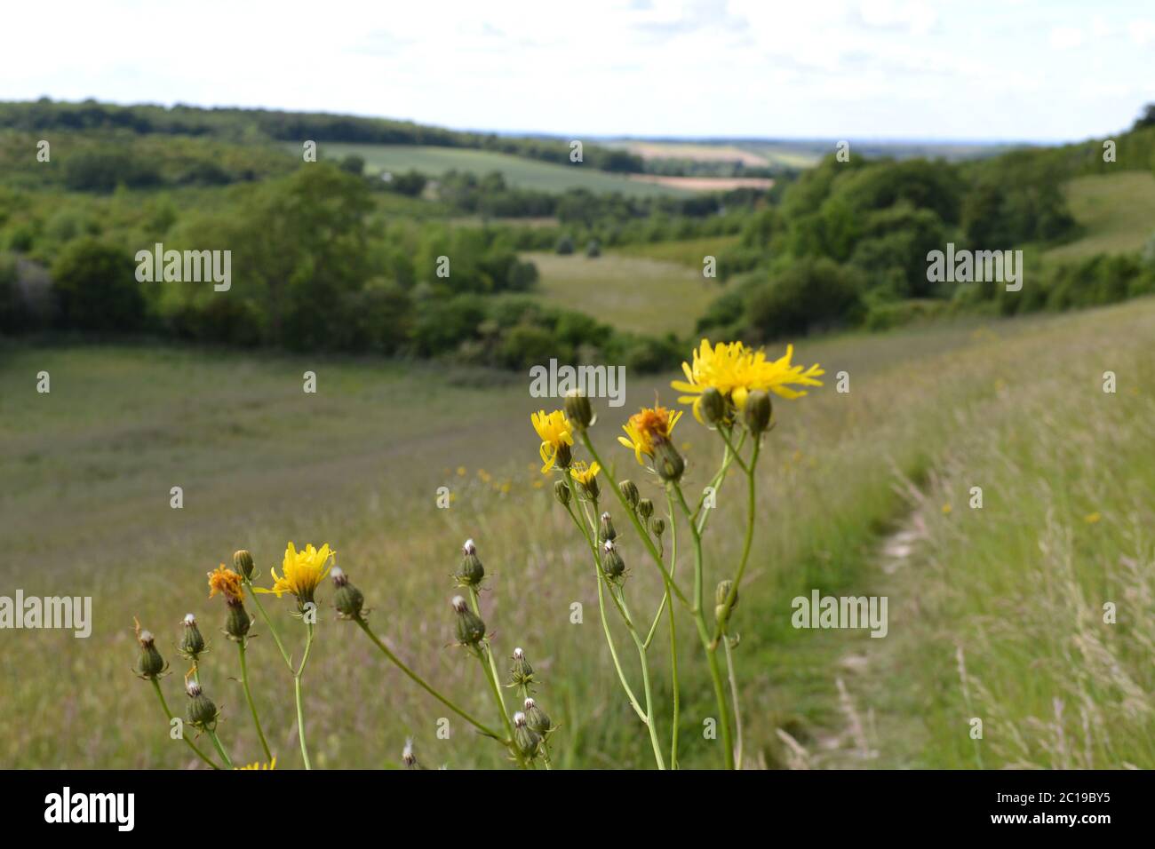 Rauer Weißbart blüht auf einer Wildblumenwiese in den North Downs bei Eynsford, Kent, in einem kalktrockenen Tal Stockfoto