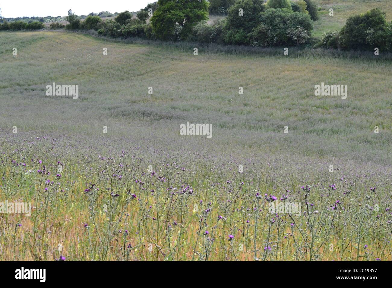 Blütenreiche Wiesen bei Shoreham, Kent, im Juni. Dieses Feld in der Nähe der Romney Street und Austin Lodge war voller geschweißter Disteln, Mohnblumen und Orchideen Stockfoto