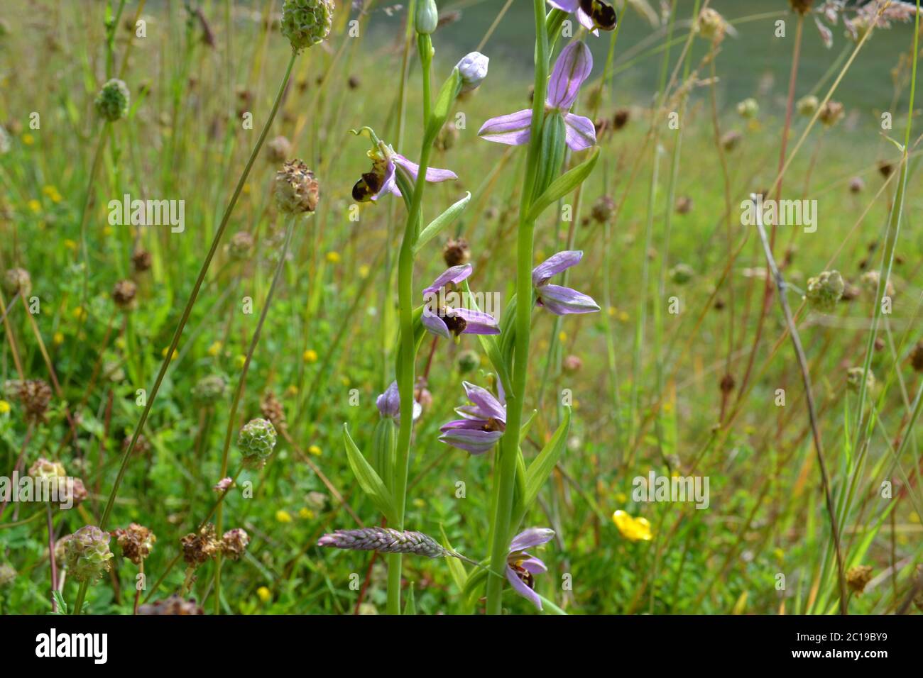 Bienenorchidee in einer Wildblumenwiese bei Eynsford, in einem Weiler namens Austin Lodge, in der Nähe von Darent Valley, Kent, England Juni 2020 Stockfoto