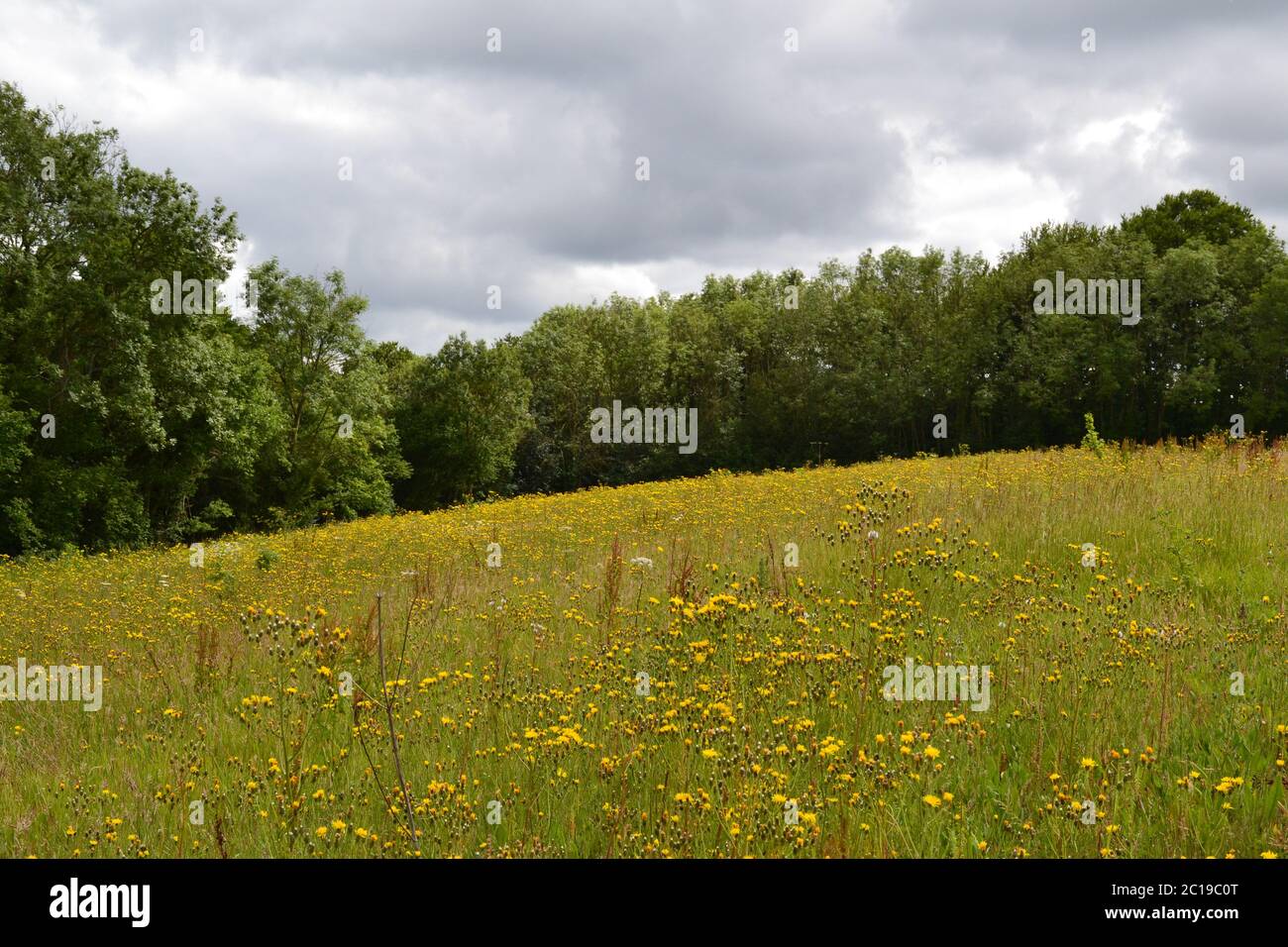 Blütenreiche Wiesen bei Shoreham, Kent, im Juni. Stockfoto