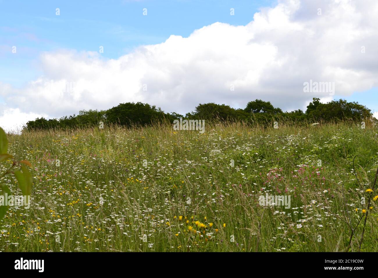 Blütenreiche Wiesen bei Shoreham, Kent, im Juni. Stockfoto