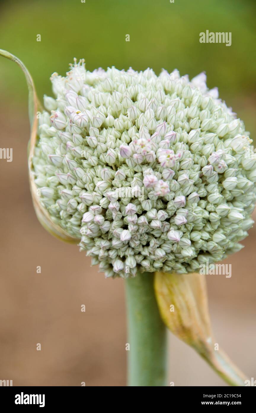 Zwiebelpflanze blüht im Frühling in einem Gemüsegarten in Nijmegen in den Niederlanden Stockfoto