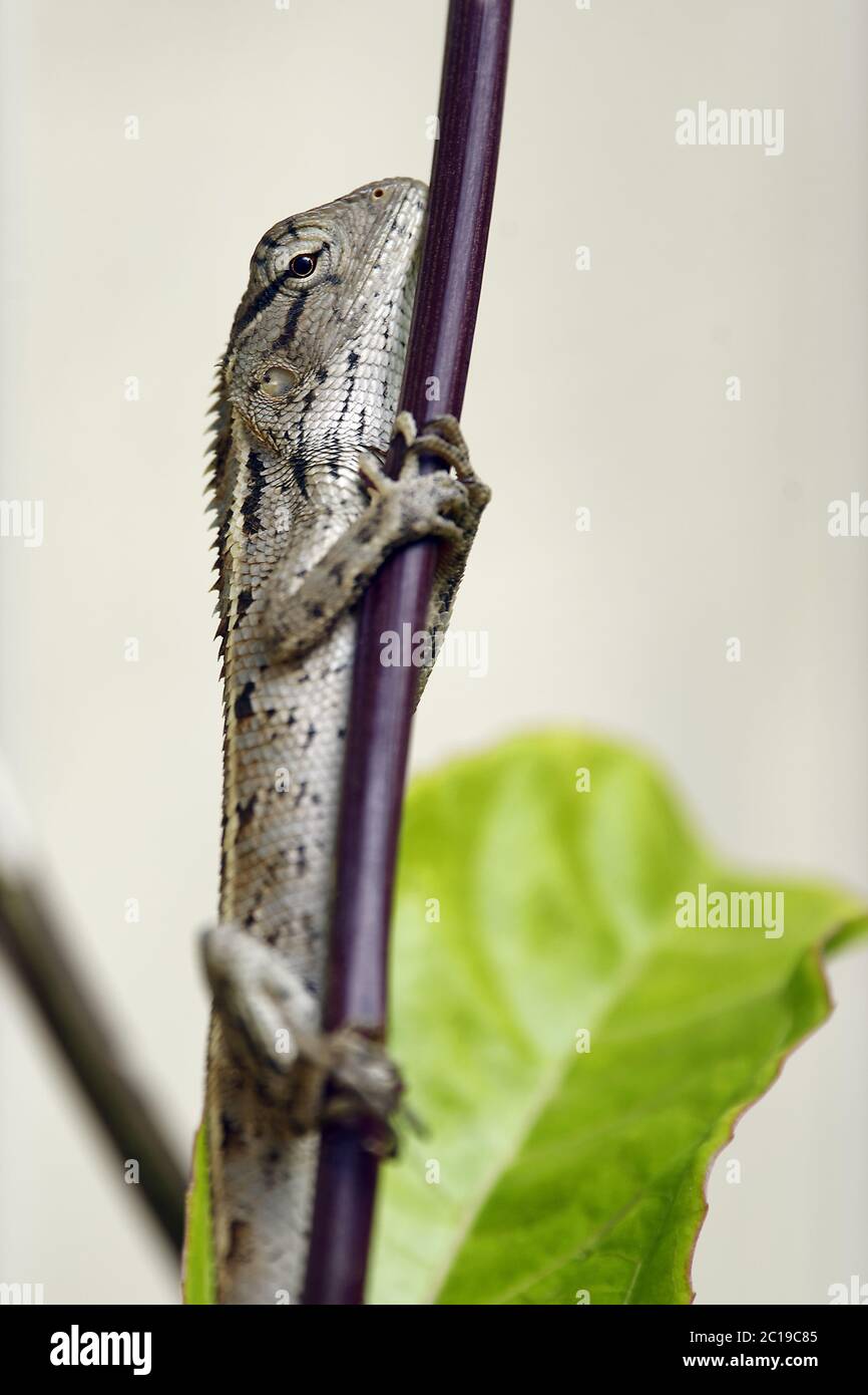 Orientalische Gartenechse - Calotes versicolor Stockfoto