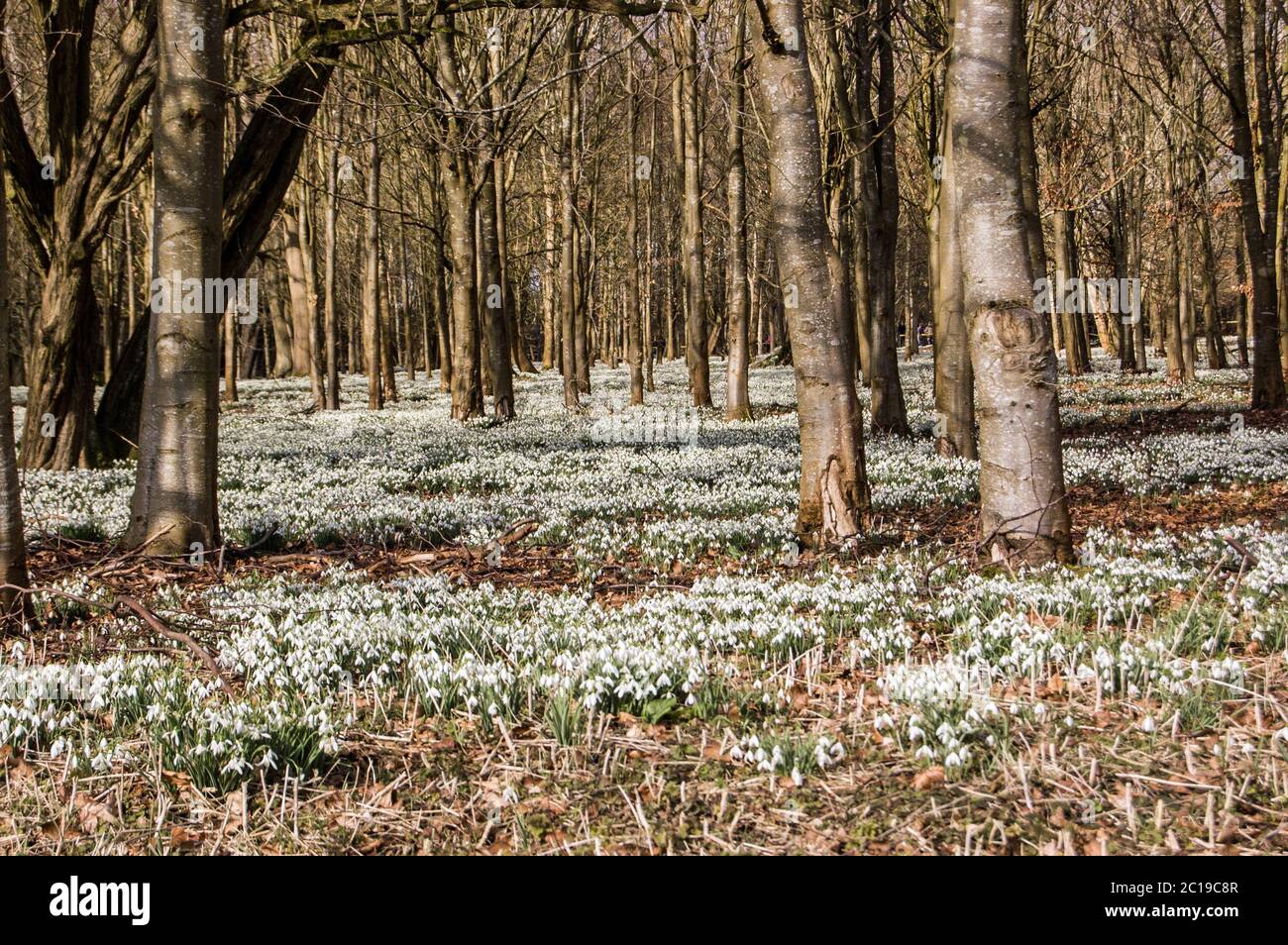 Hektar Schneeglöckchen blühen in Wäldern. Welford Park, in der Nähe von Newbury, Berkshire. Stockfoto