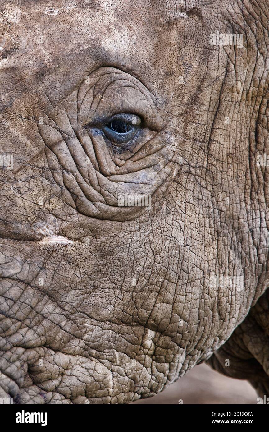 Südliches Breitmaulnashorn/südlichen Nashörner - Rhinocerotidae)) Stockfoto