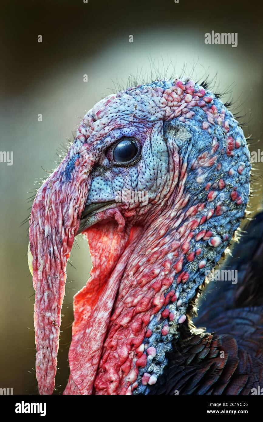 Wilde Türkei (männlich) - MELEAGRIS gallopavo Stockfoto