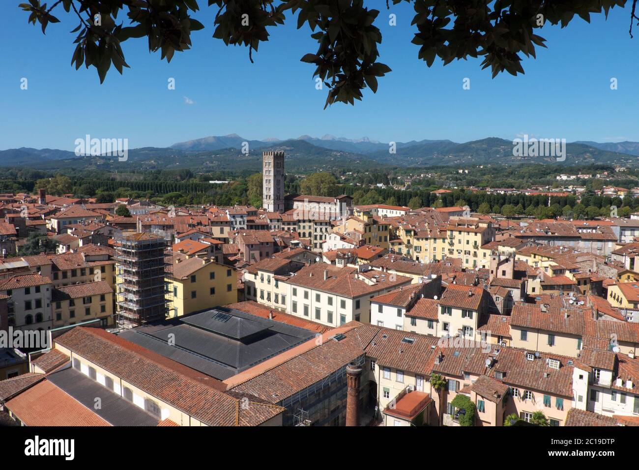 Blick über die Dächer von Lucca, ummauerte Stadt in der Toskana, Italien. Vom Guinigi Tower aus gesehen Stockfoto