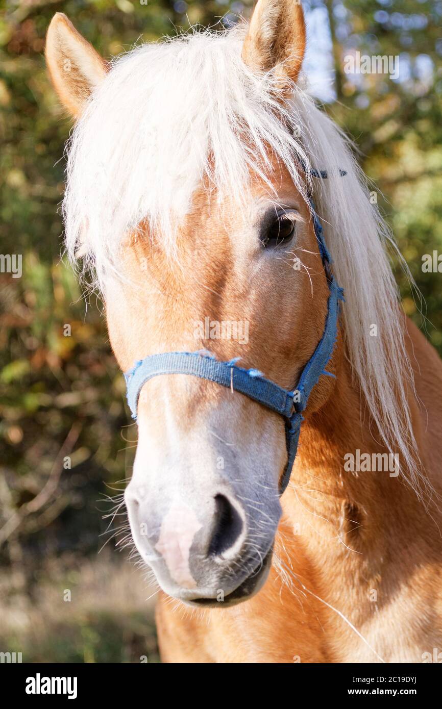 Porträt eines braunen Pferdes - Detailfoto Stockfoto