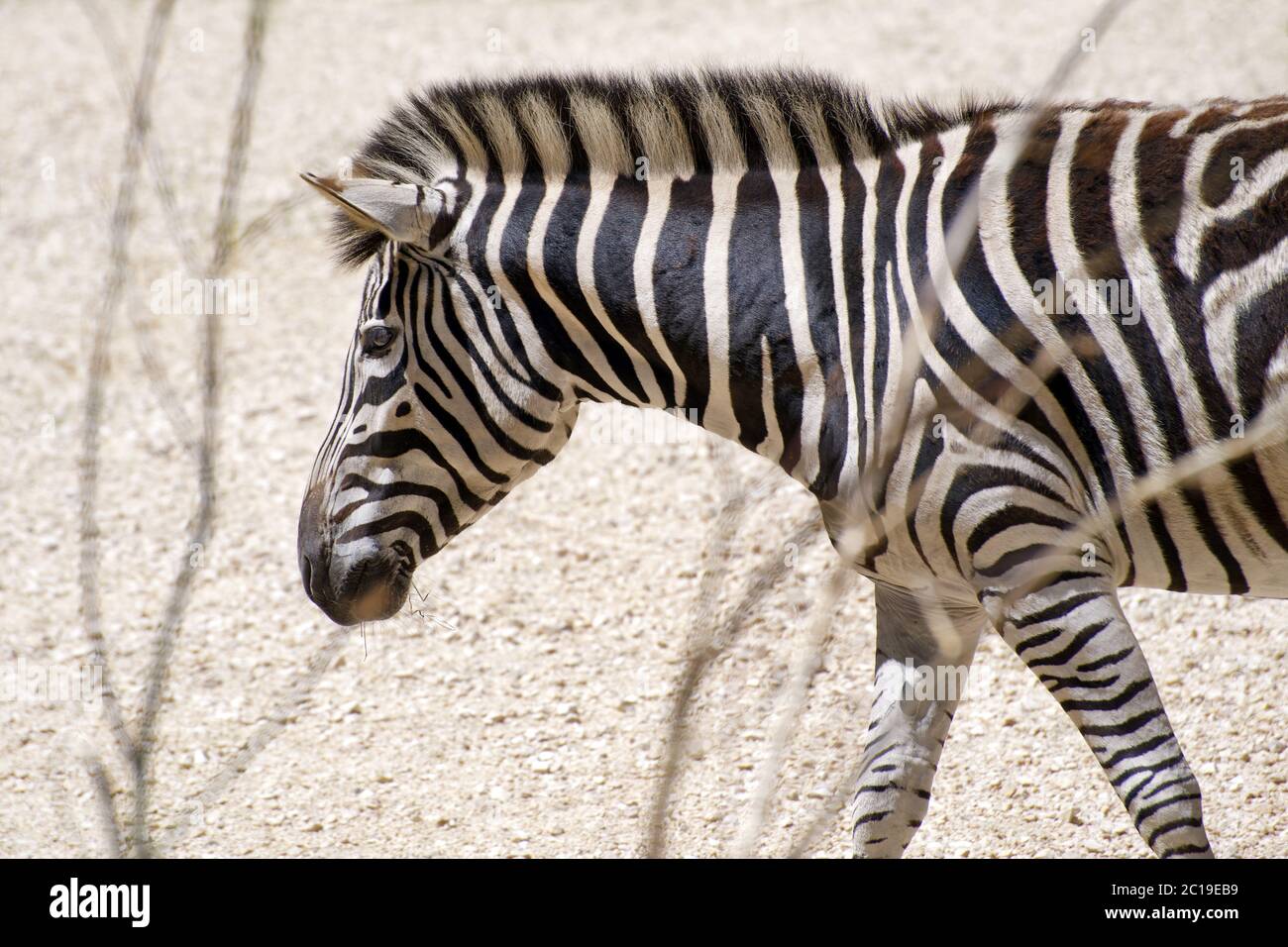 Plains Zebra - Equus quagga Stockfoto