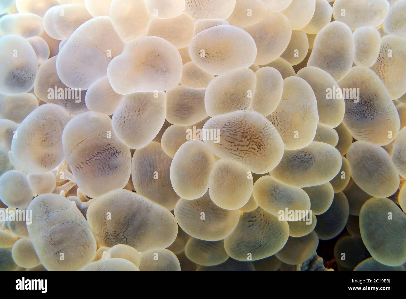 Bubble Coral - Plerogyra sinuosa Stockfoto