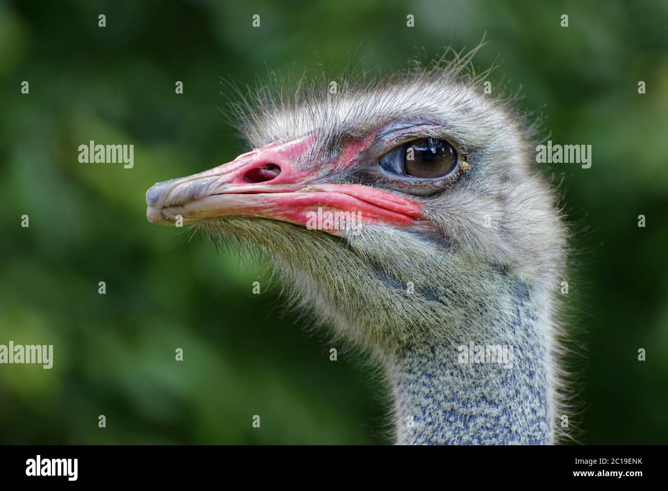 Strauß - Struthio camelus Stockfoto