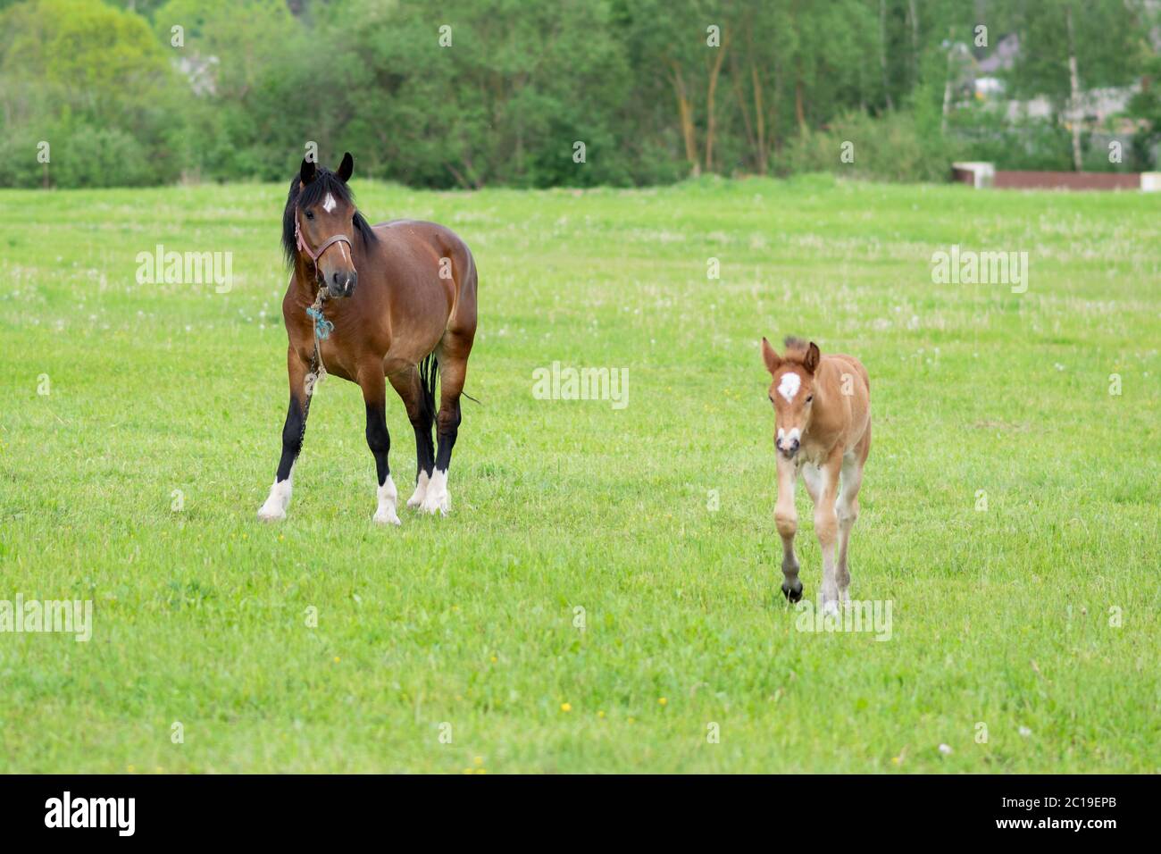 Ein Lorbeer mit einem Fohlen auf einem Feld auf einer Weide. Stockfoto