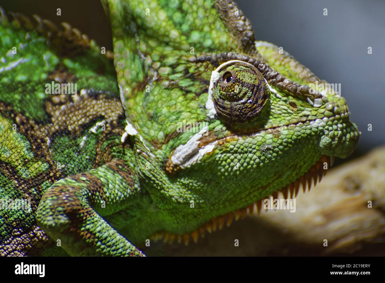 Veiled chameleon - Chamaeleo calyptratus Stockfoto