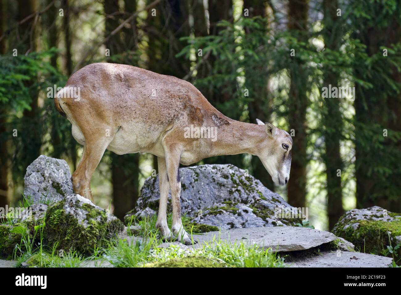 Europäischer Mufflon (ewe) - Ovis orientalis musimon Stockfoto