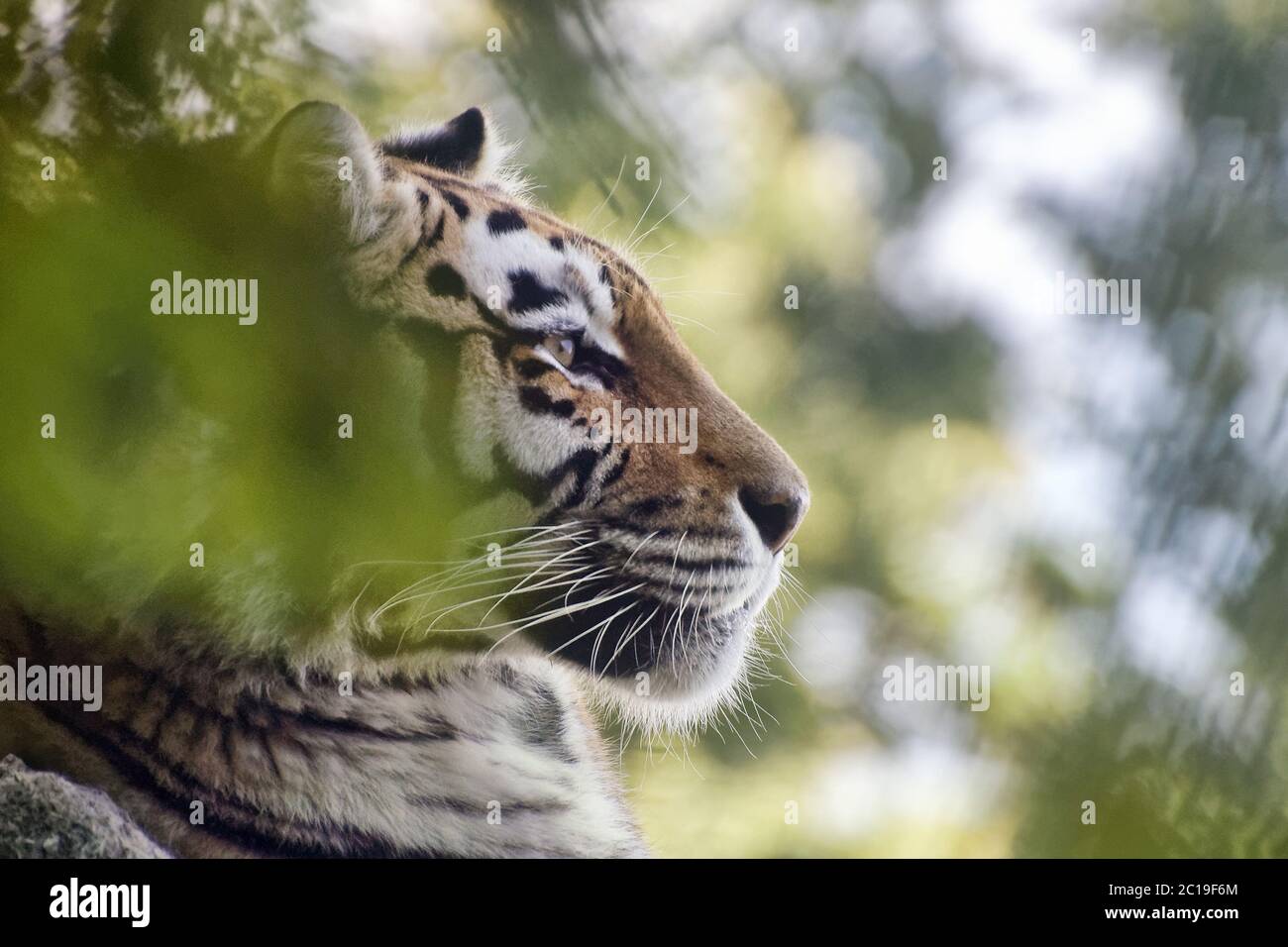 Sibirischer Tiger - Panthera Tigris altaica Stockfoto