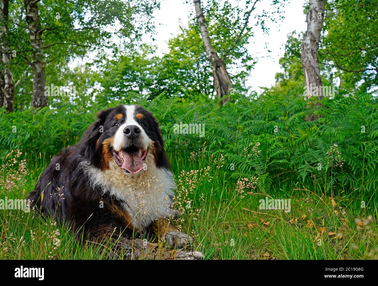 Großer fröhlich schlammiger Berner Sennenhund liegt auf dem Gras im Wald Stockfoto