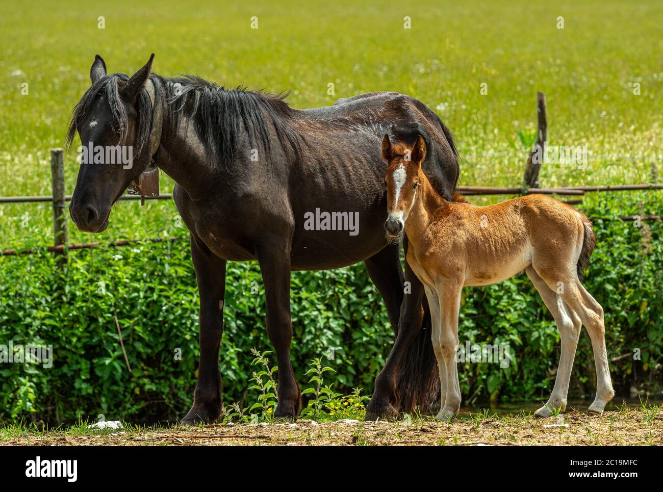 stute mit schüchterner und zarter Fohlenrasse Pentro Stockfoto