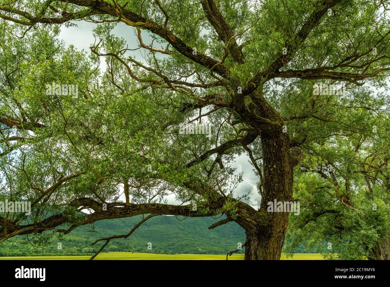 Zweige der Weide (Salix alba) Stockfoto