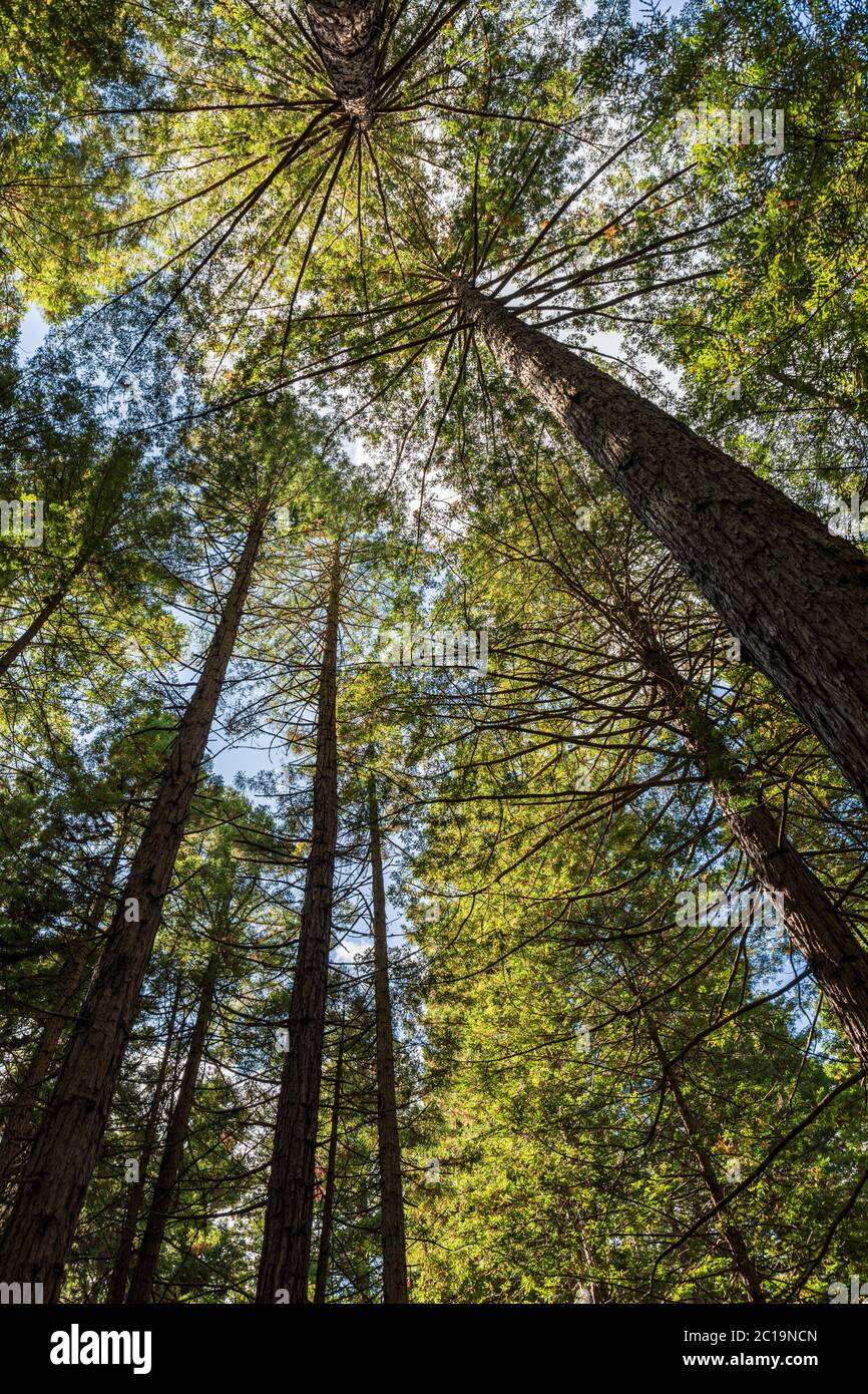 Kalifornische Redwoods in den Redwoods Treewalk, Rotorua, North Island, Neuseeland Stockfoto