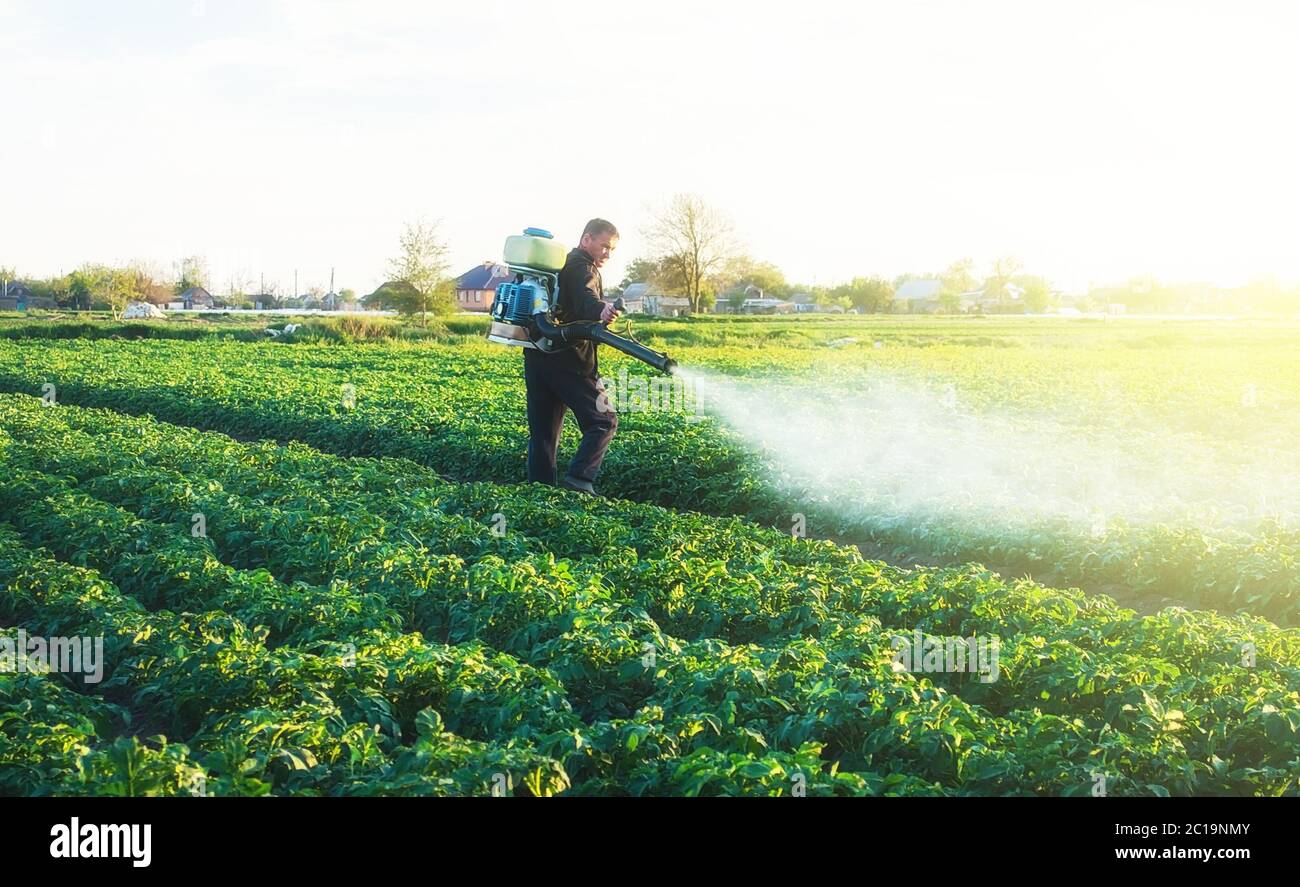 Landwirt sprüht ein chemisches Kupfersulfat auf einer Kartoffelplantage, um sich vor Pilzinfektionen zu schützen. Agrarindustrie, Agrarindustrie. Erntegut Stockfoto