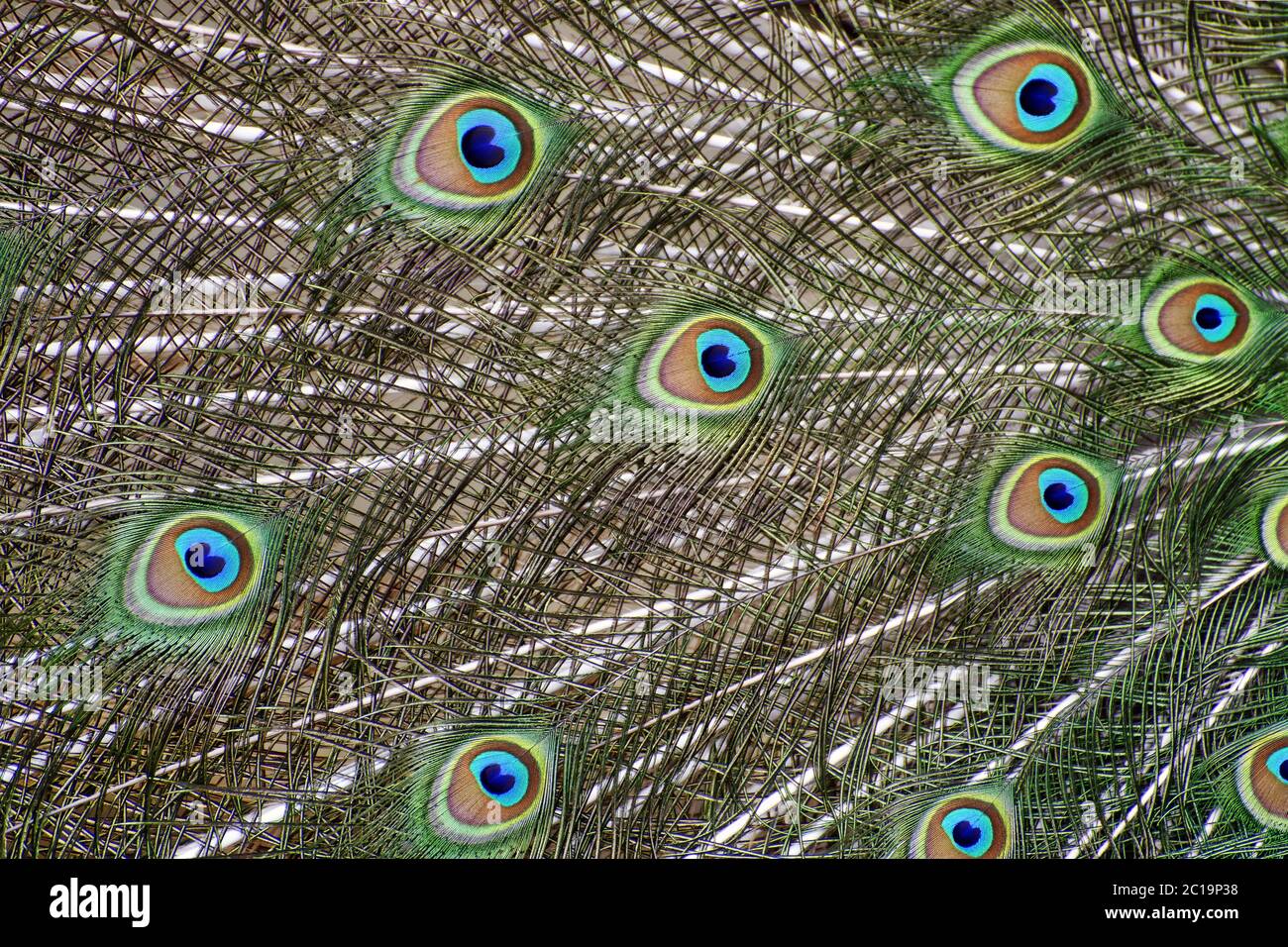 Indische Pfauenfedern (Männchen) - Pavo cristatus Stockfoto