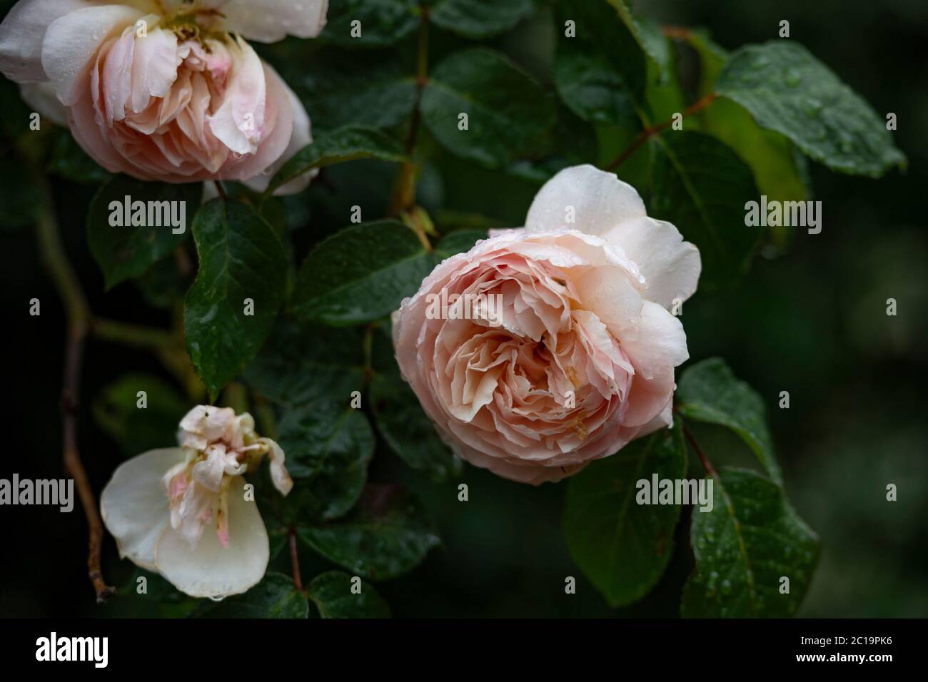 floribunda duftende Rosen Stockfoto