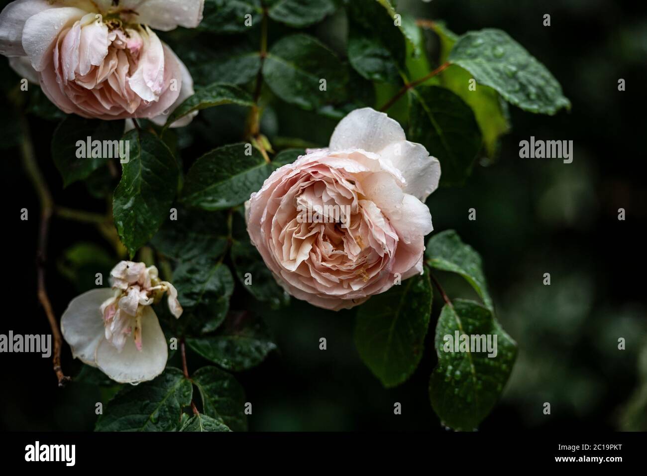 Alte Rosen Stockfotos und -bilder Kaufen - Alamy