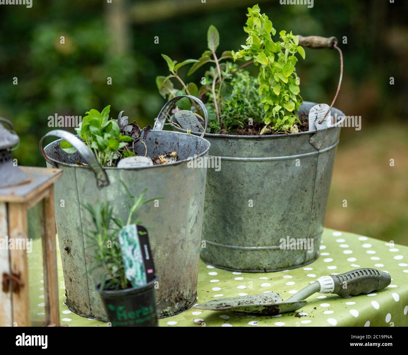 Pflanzer von Kräutern und eine Kelle in einem Landgarten Stockfoto