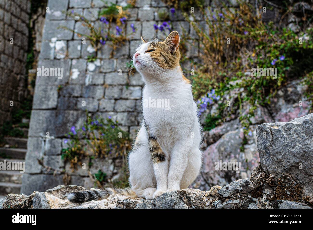 Flauschige rote und weiße Katze, sitzt Straßenkatze entspannt auf den Steinen der Festung von Kotor. Klares Wetter, das Tier genießt. Geringe Tiefe des Fiels Stockfoto