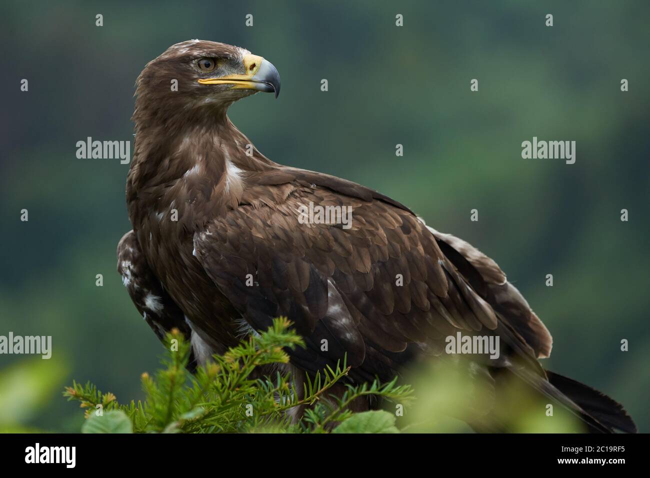 Steppe Adler Aquila nipalensis schönes Porträt Raptor Stockfoto