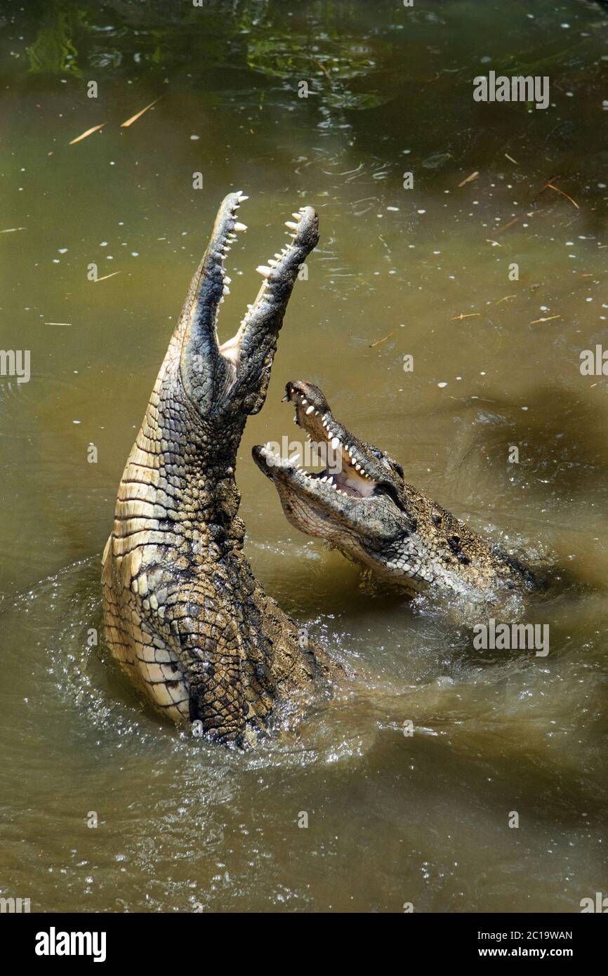 Nil-Krokodil - Crocodylus niloticus Stockfoto
